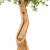 Primo piano del tronco di un Ulivo Artificiale Realistico con effetto naturale, texture dettagliata e nodi tipici degli ulivi secolari.